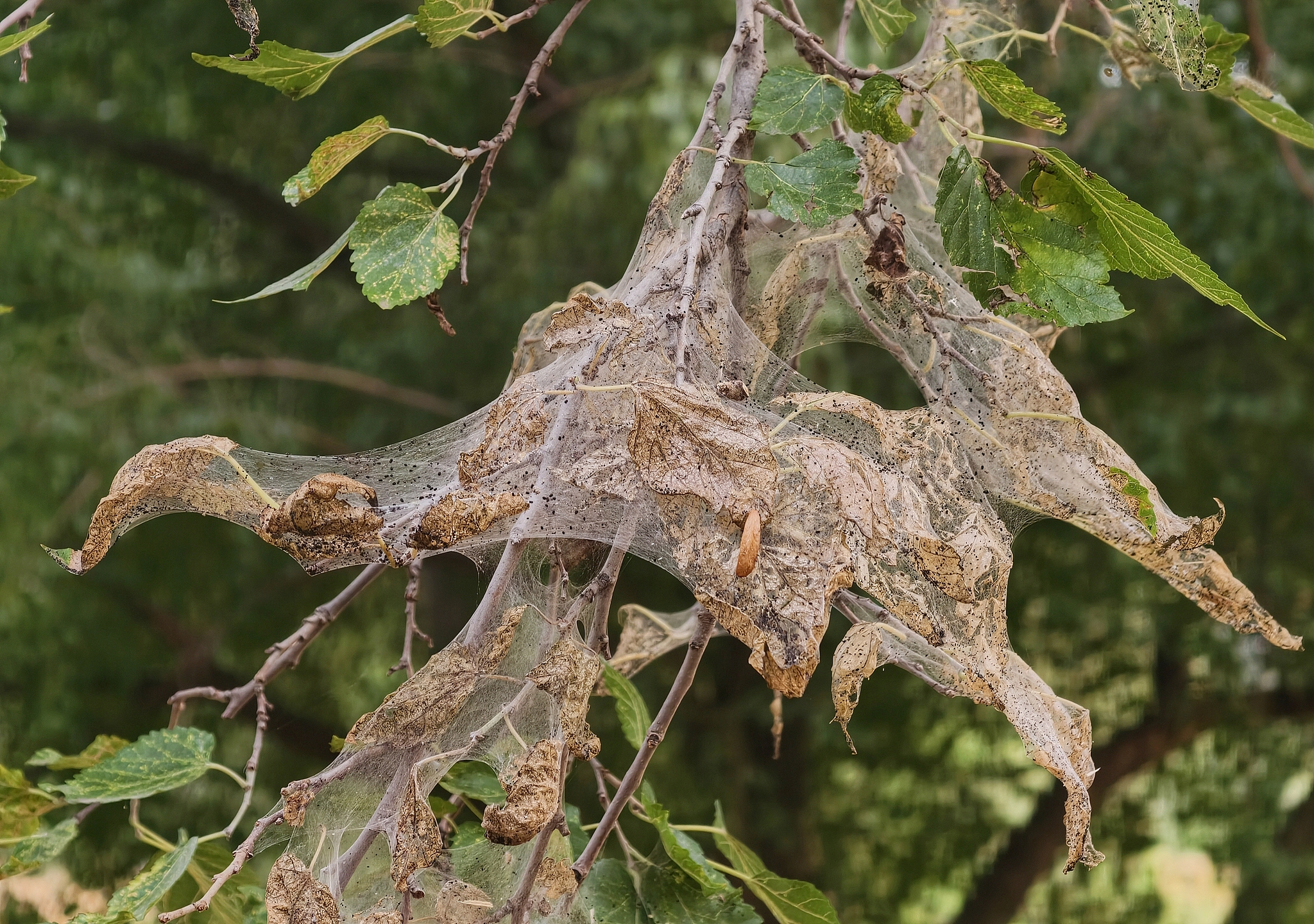 Toile soyeuse tissée par les pyrales d'automne, Pékin, Chine, 30 juillet 2026. /VCG