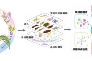 Des scientifiques chinois développent un atlas cellulaire du cycle de vie complet du riz