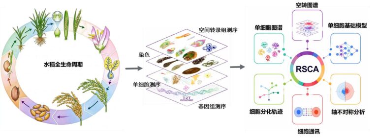 Illustration du cycle de croissance du riz. /Groupe de médias chinois
