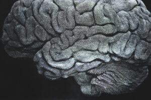 Des scientifiques découvrent le rôle d&rsquo;un gène ancien dans le repliement du cerveau