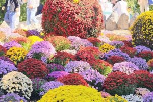 Festival de Chongyang : embrasser les fleurs d&rsquo;automne et la sagesse intemporelle