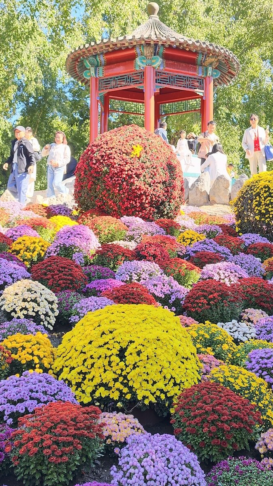 Festival de Chongyang : embrasser les fleurs d'automne et la sagesse intemporelle