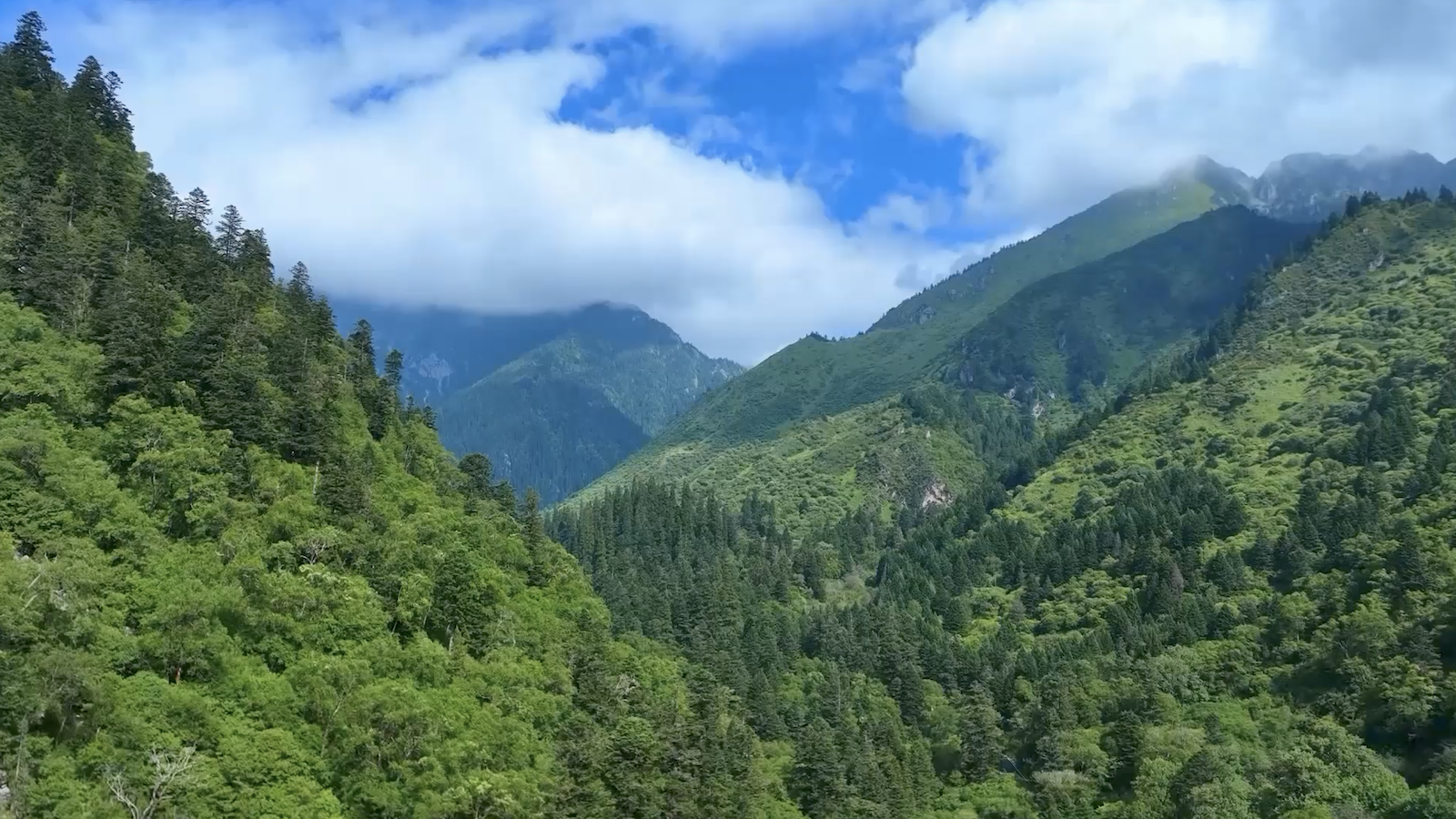 Le réseau de parcs nationaux chinois donne des résultats fructueux cinq ans plus tard